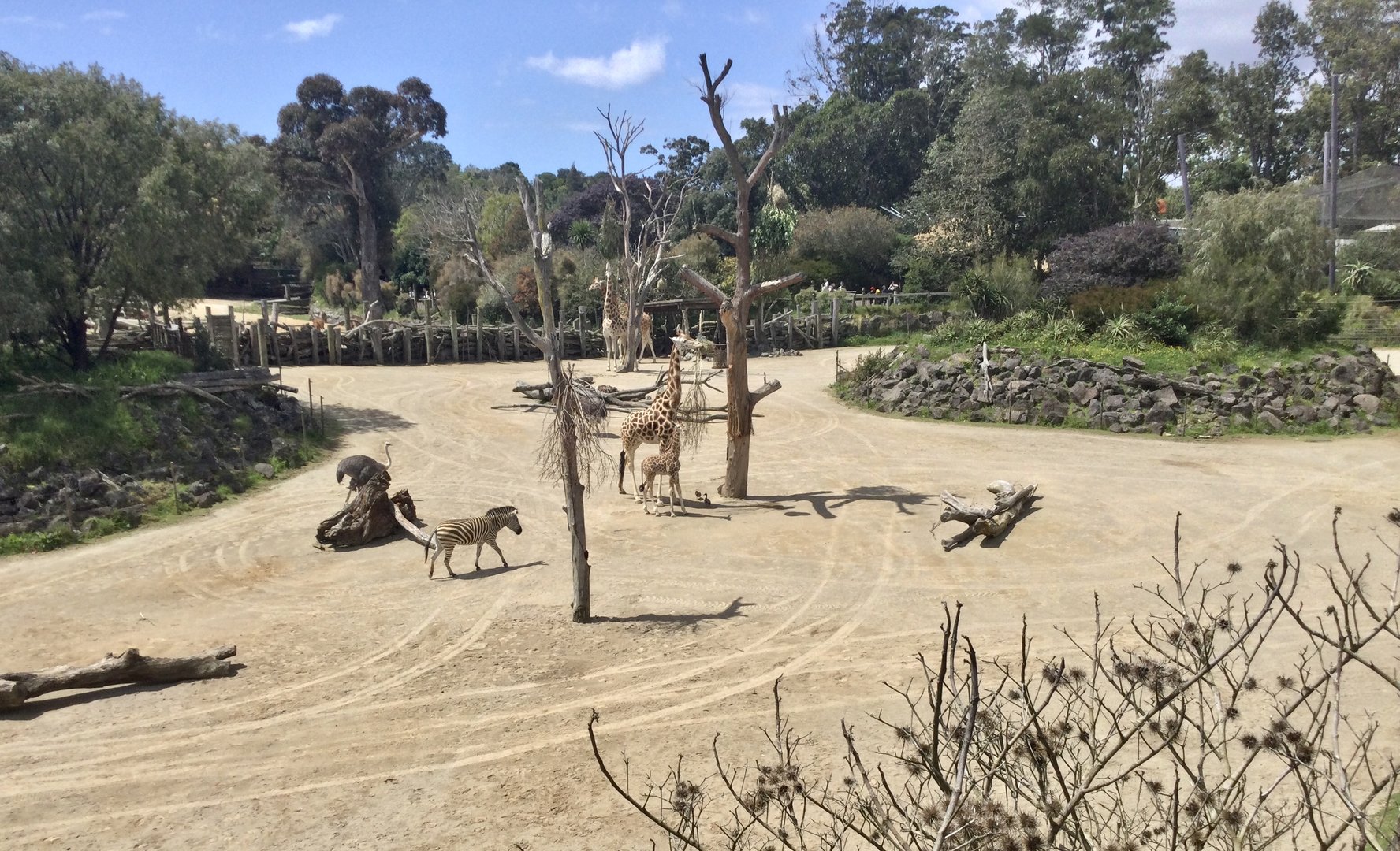 African Savannah - Jabali the Giraffe Calf