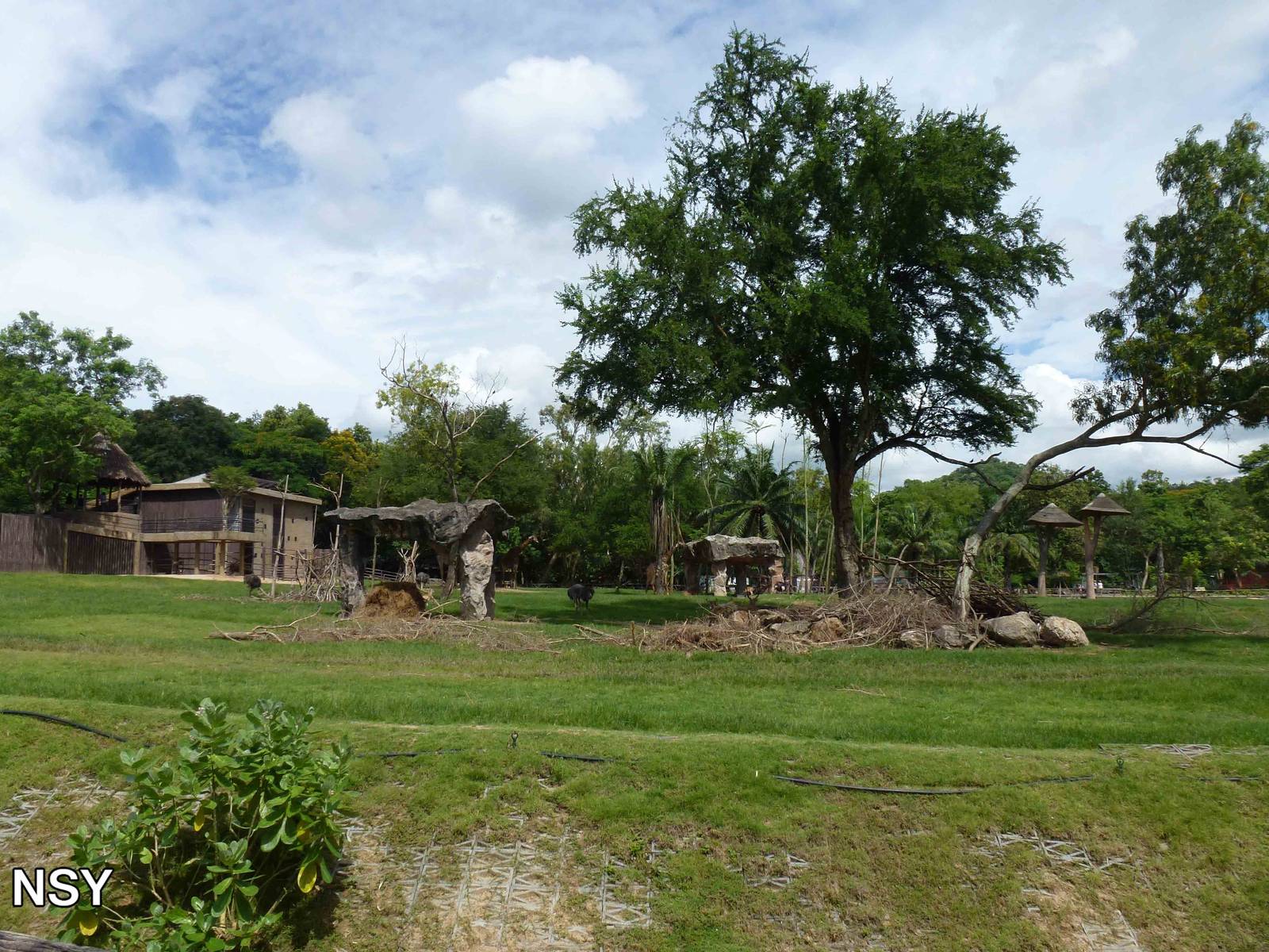 African savannah, June 2013.