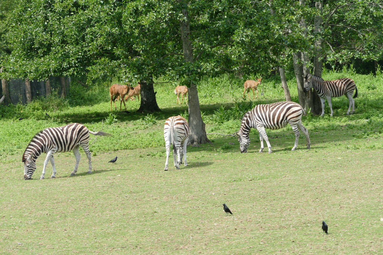 African Savannah, June 2022