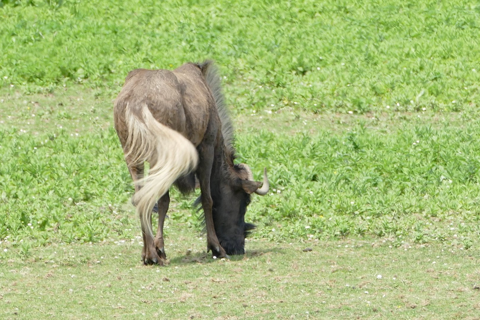 African Savannah, June 2022