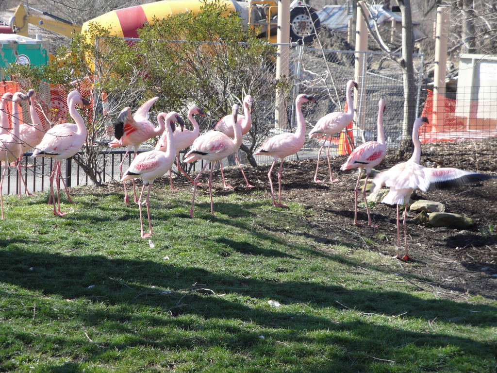African Savannah - Lesser Flamingos