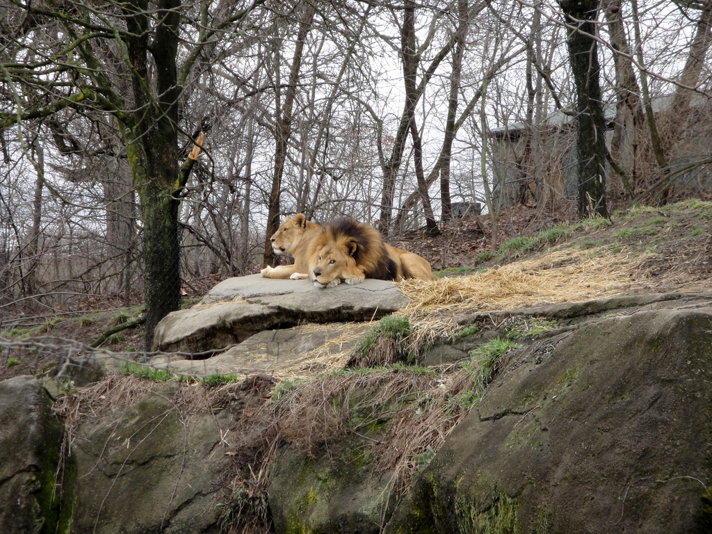 African Savannah - Lion