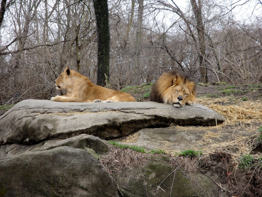 African Savannah - Lions