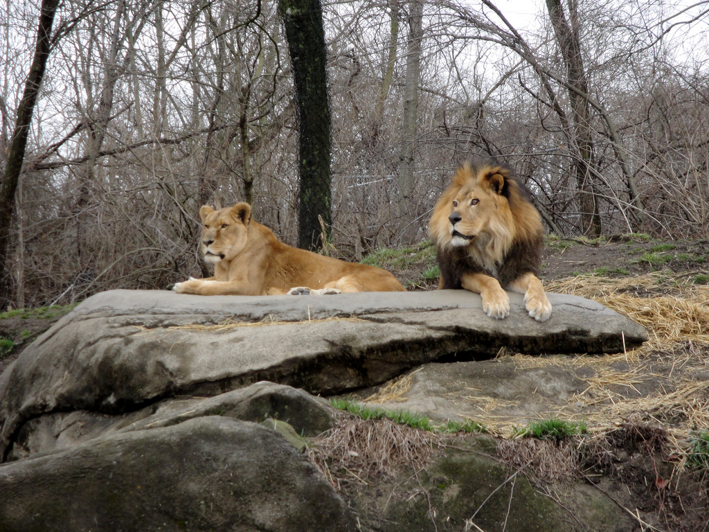 African Savannah - Lions