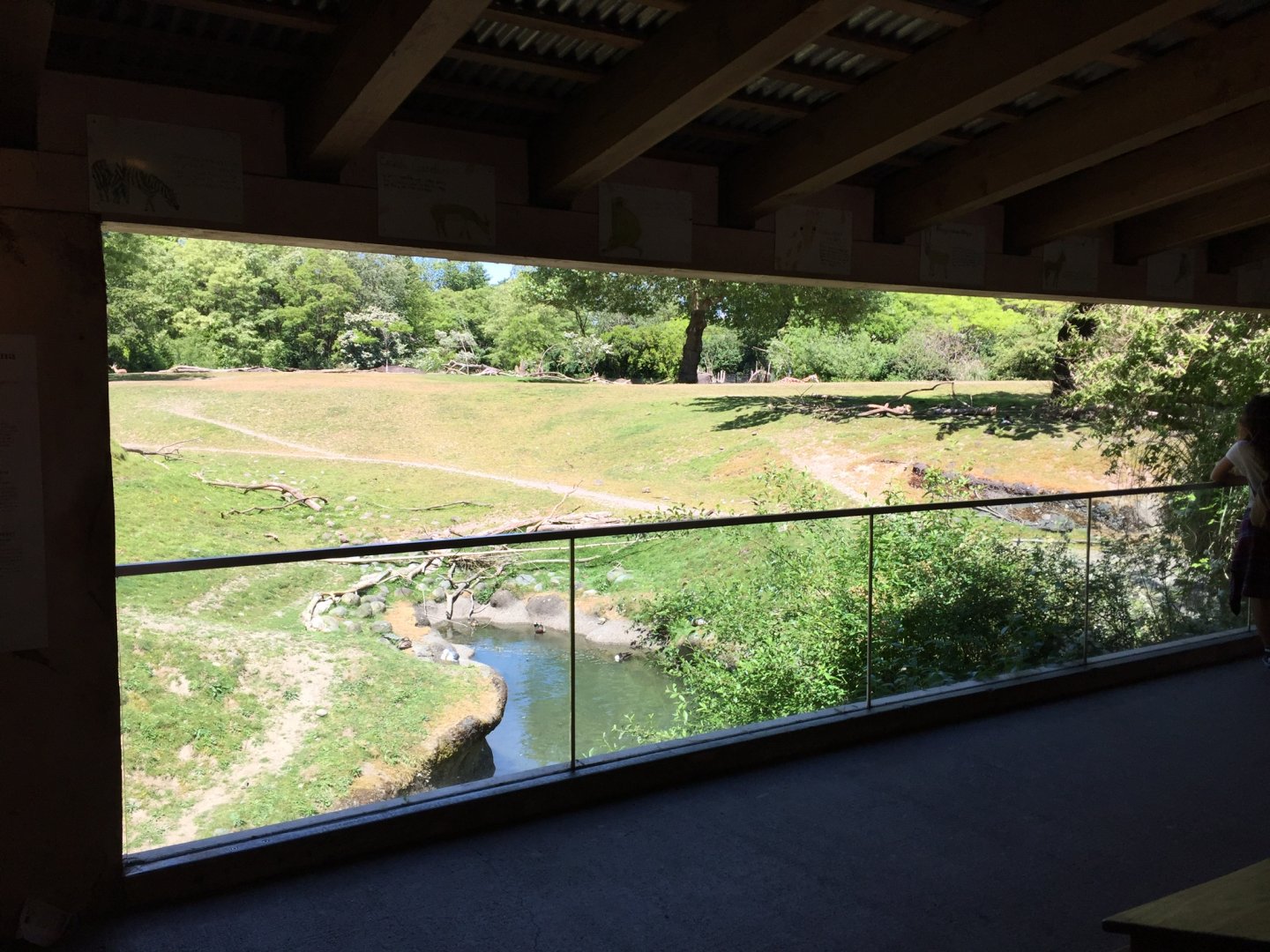 African Savannah Lookout