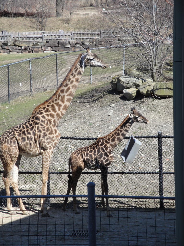 African Savannah - Masai Giraffe