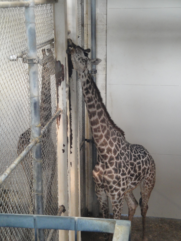 African Savannah - Masai Giraffe