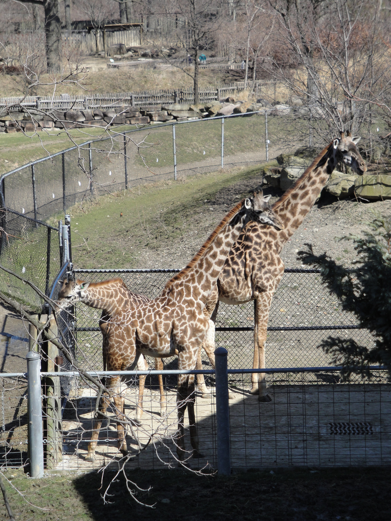 African Savannah - Masai Giraffe