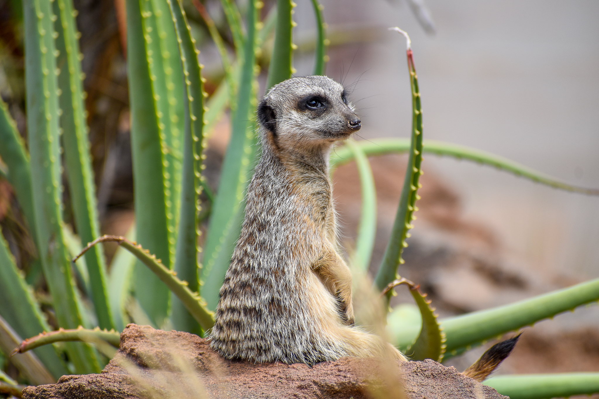 African Savannah - Meerkat