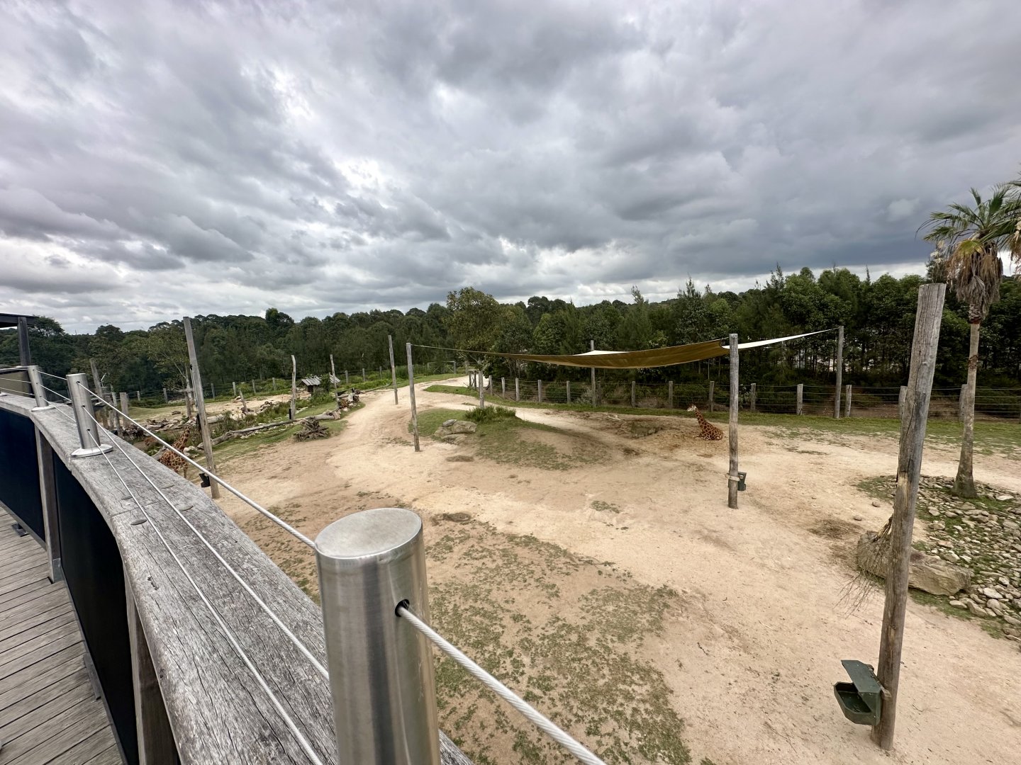 African Savannah (Middle)