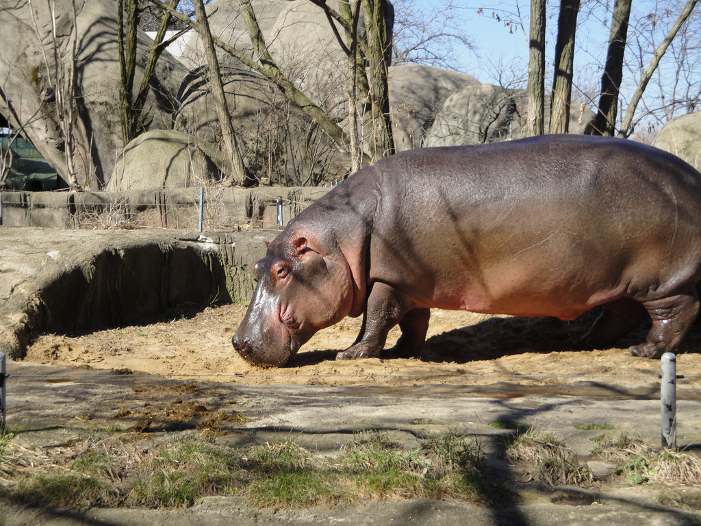 African Savannah - Nile Hippopotamus