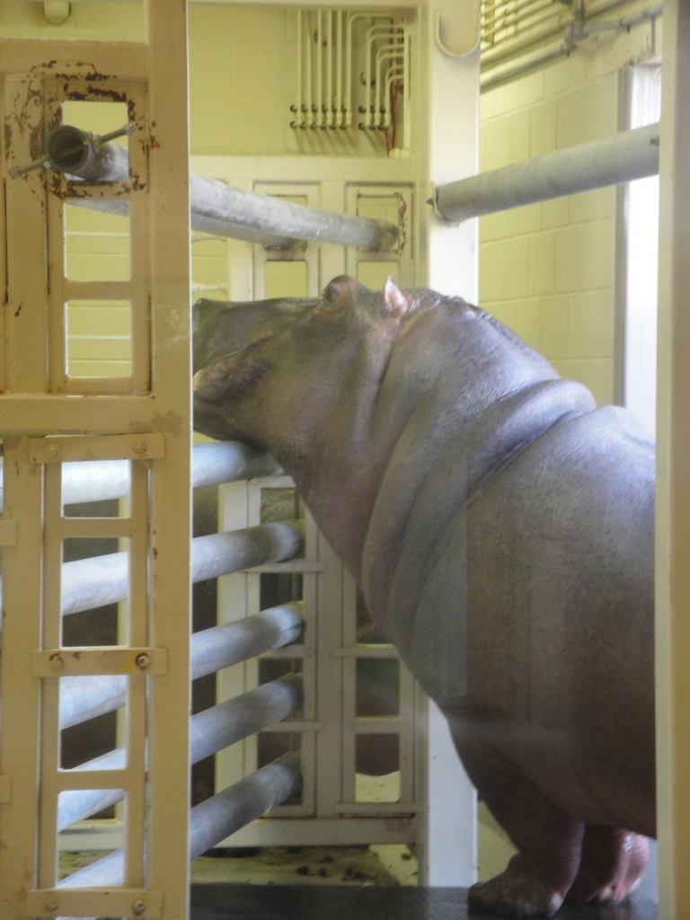 African Savannah - Nile Hippopotamus