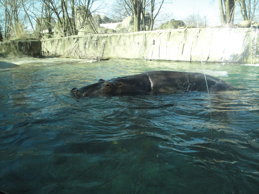 African Savannah - Nile Hippopotamus
