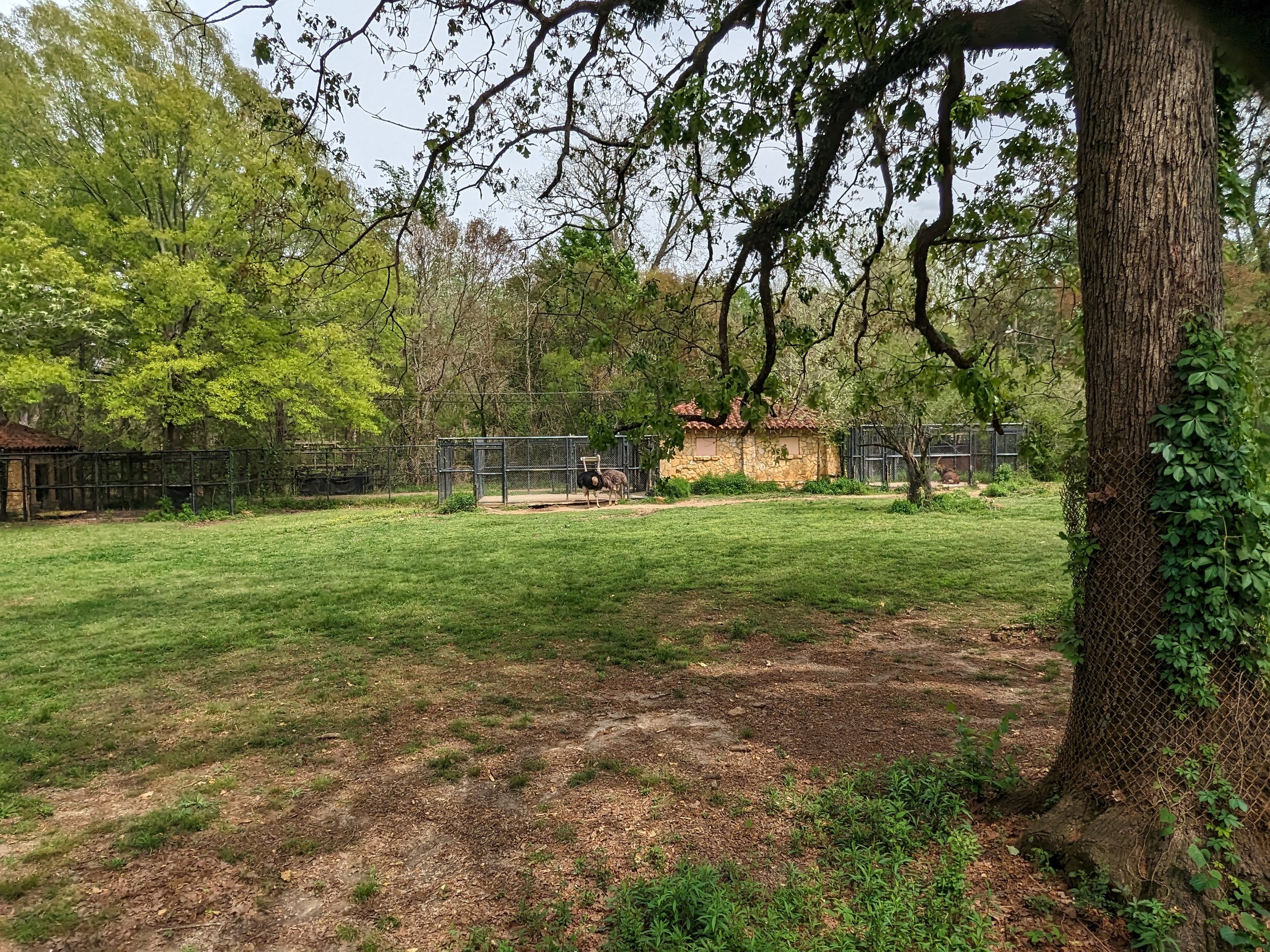 African Savannah - Ostrich and Sabal