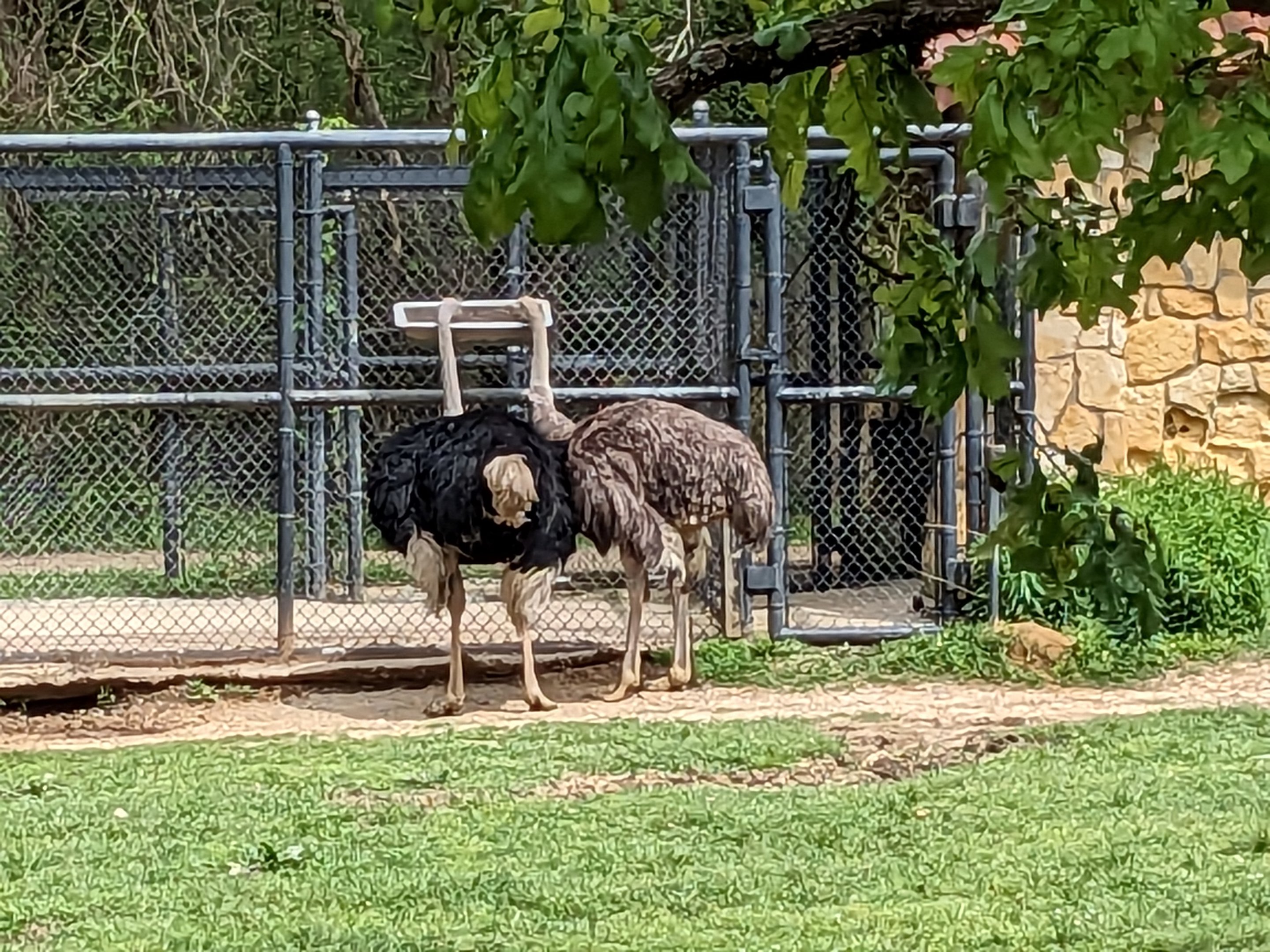 African Savannah - Ostrich