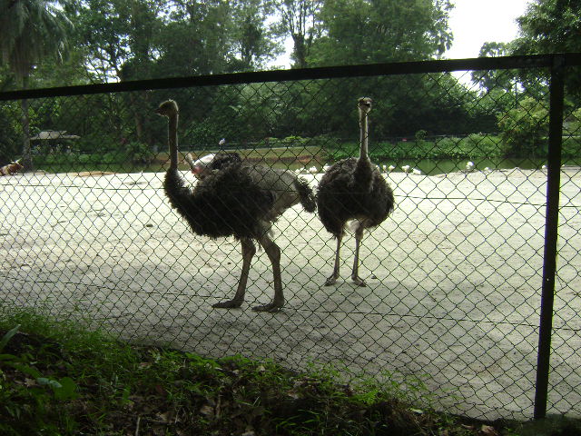 African Savannah-Ostriches