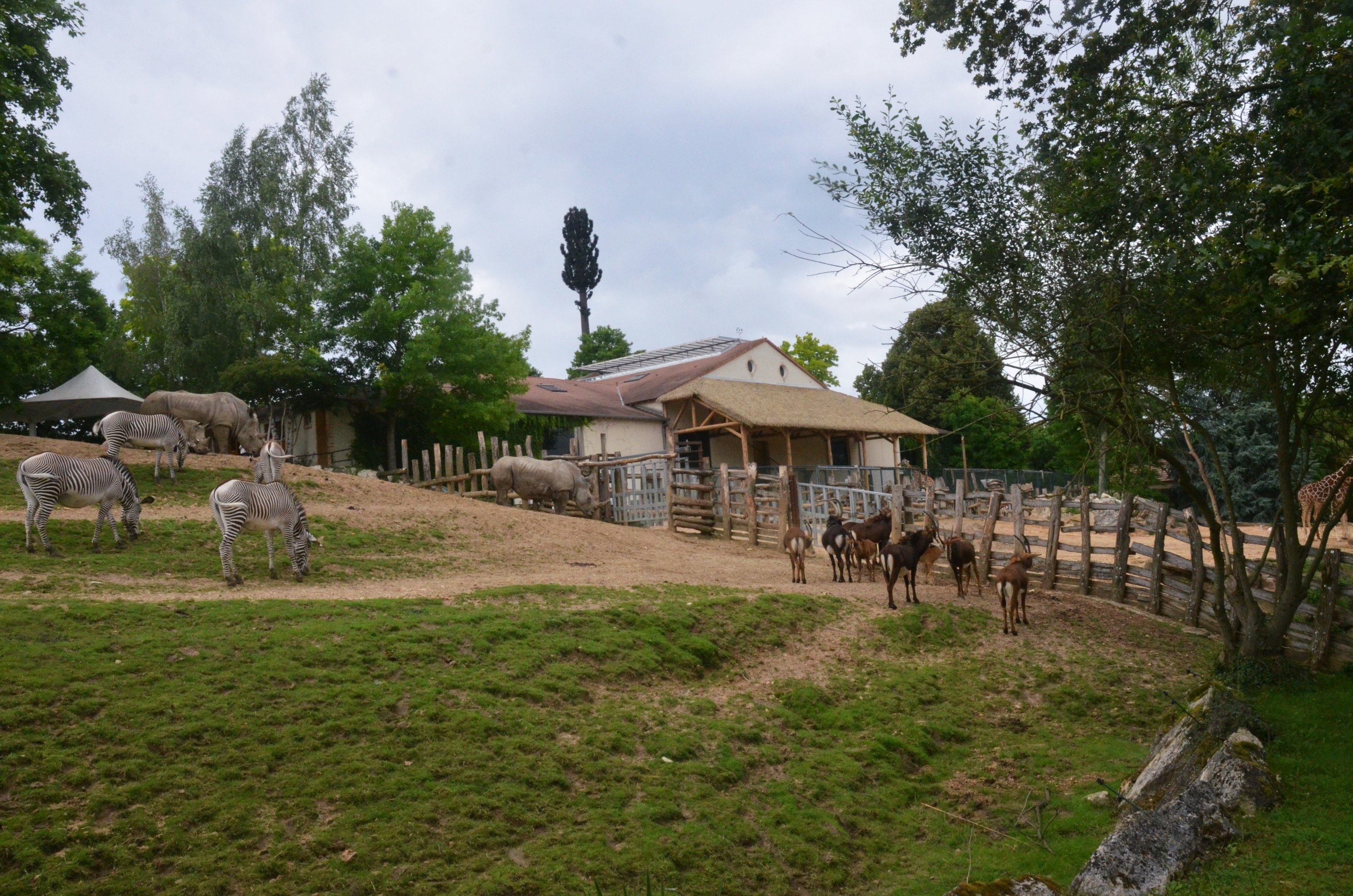 African Savannah Paddock at Beauval, 12/06/18