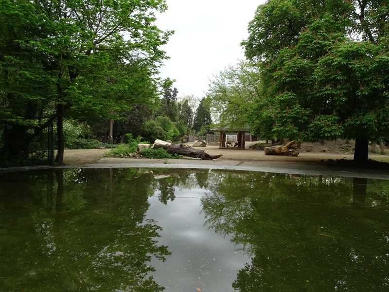 African savannah paddock (blesbok, zebra & guineafowl)