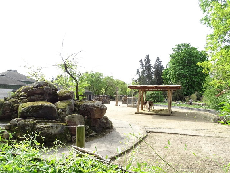African savannah paddock (blesbok, zebra & guineafowl)