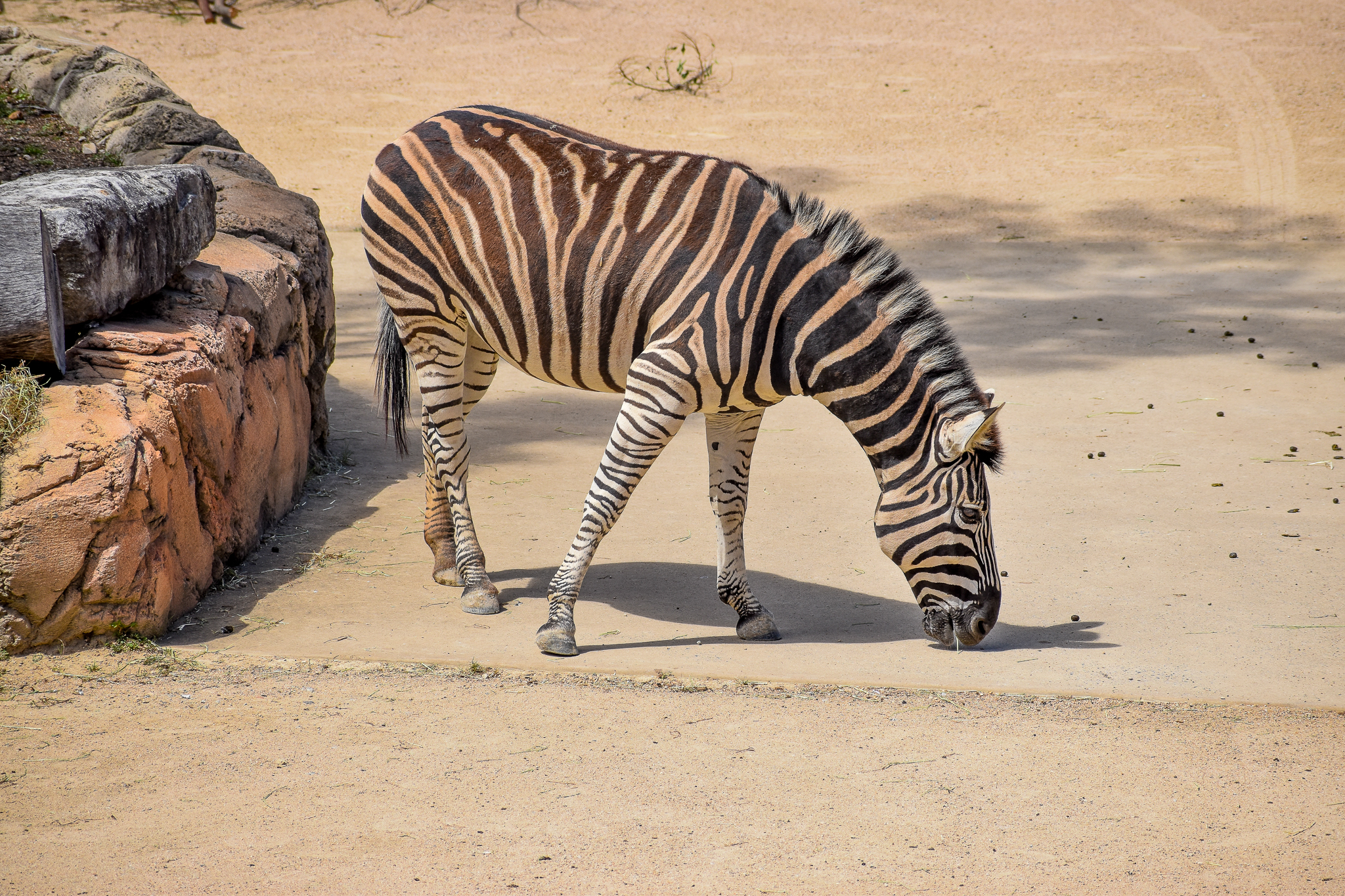 African Savannah - Plains Zebra