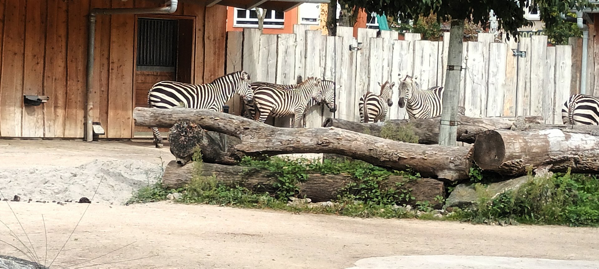 African Savannah: Plains Zebras (Grants)