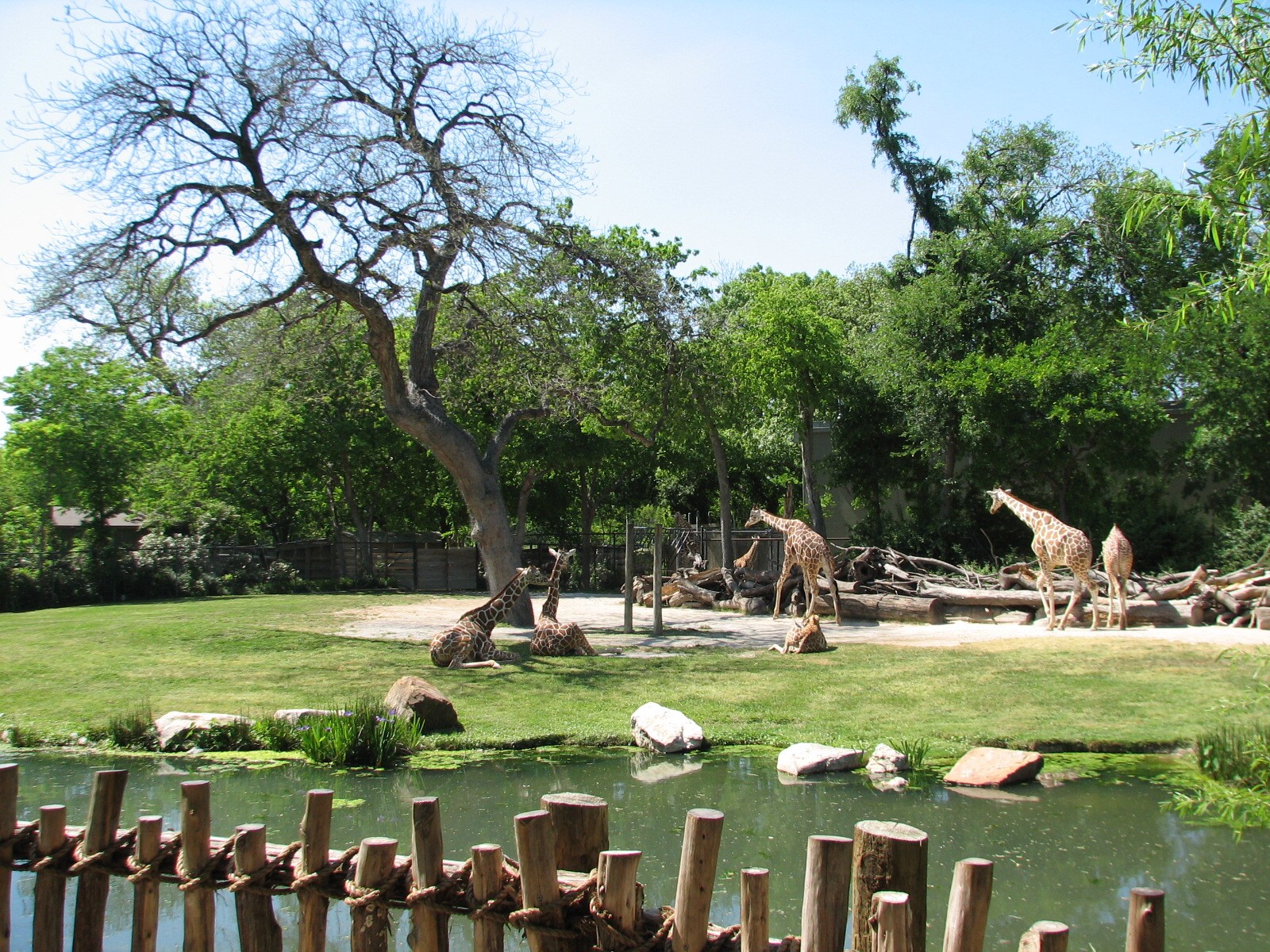 African Savannah - Reticulated Giraffe, Ostrich, and Whooper Swan Exhibit