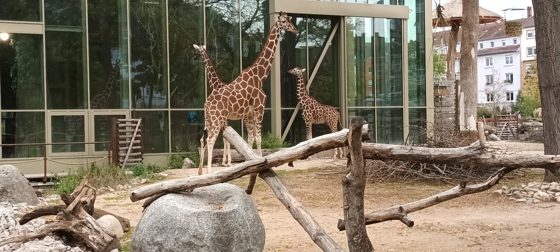 African Savannah: Reticulated Giraffes