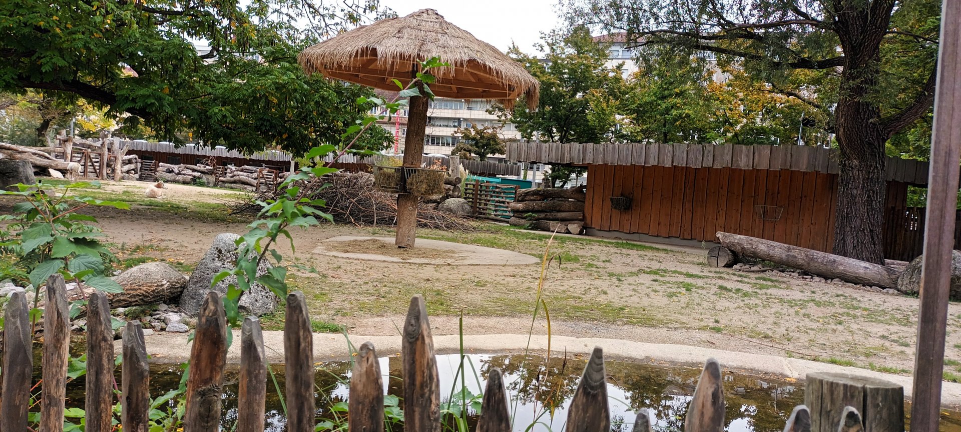 African Savannah: Scimitar horned Oryx Enclosure