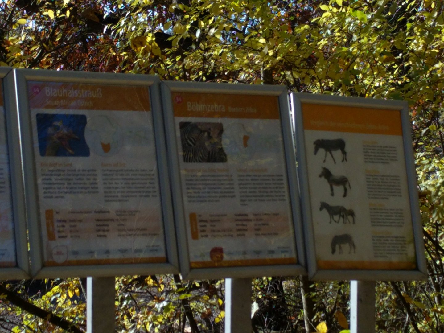 African Savannah  Signage