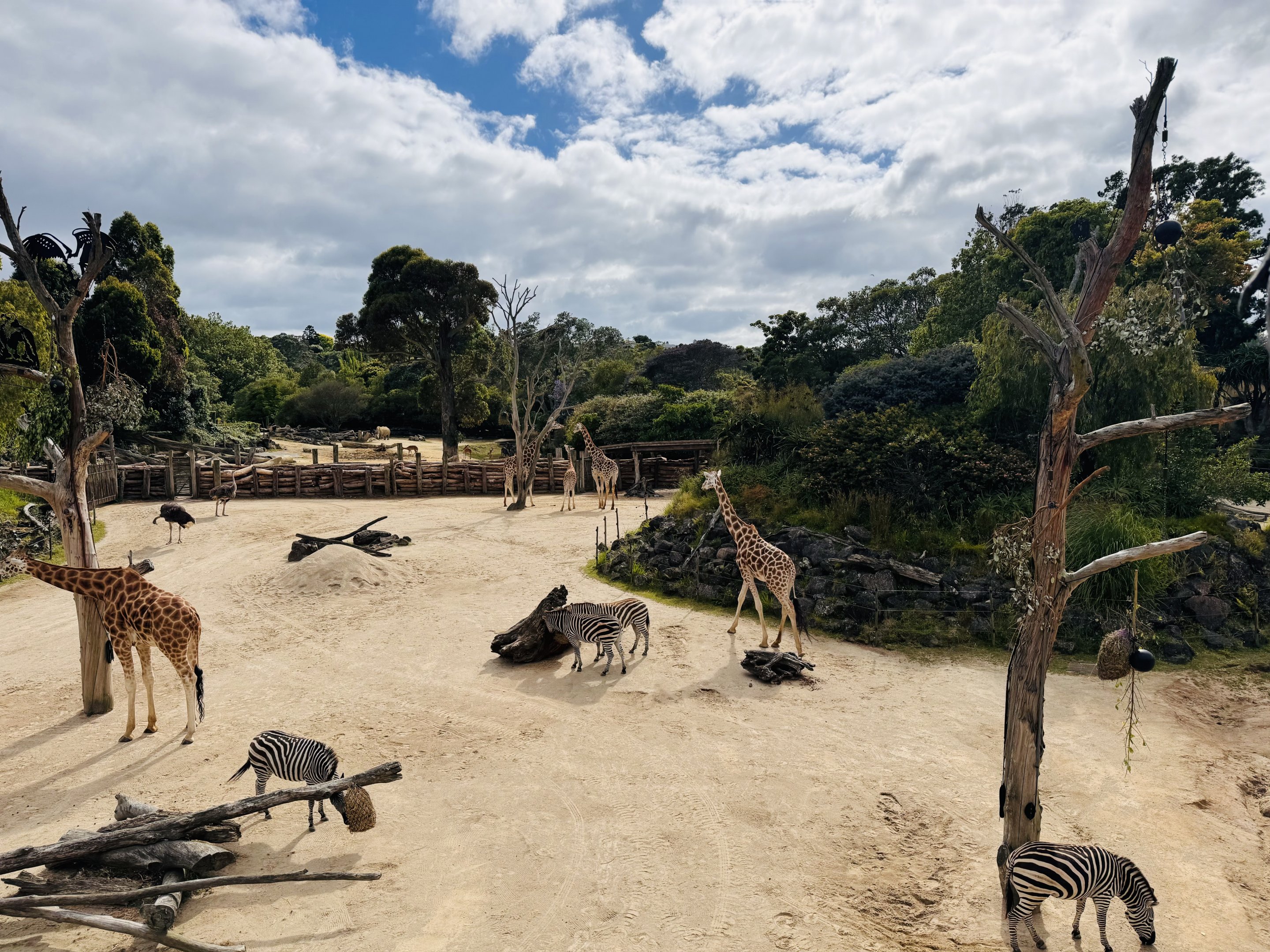 African savannah (six species in photo)