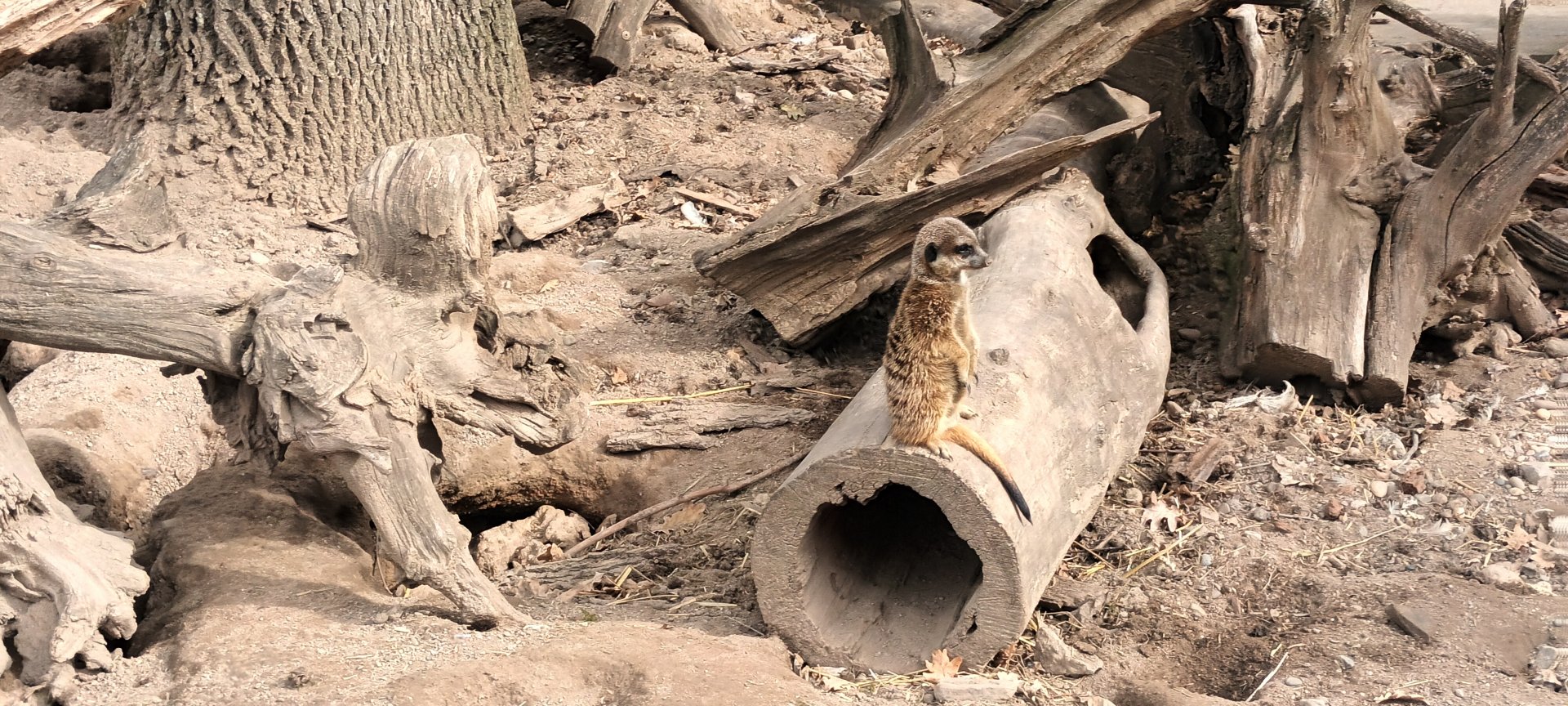 African Savannah: Slender tailed Meerkat