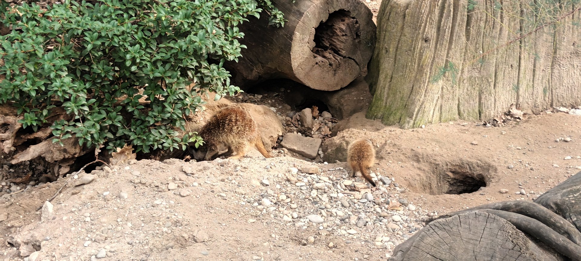 African Savannah: Slender tailed Meerkats