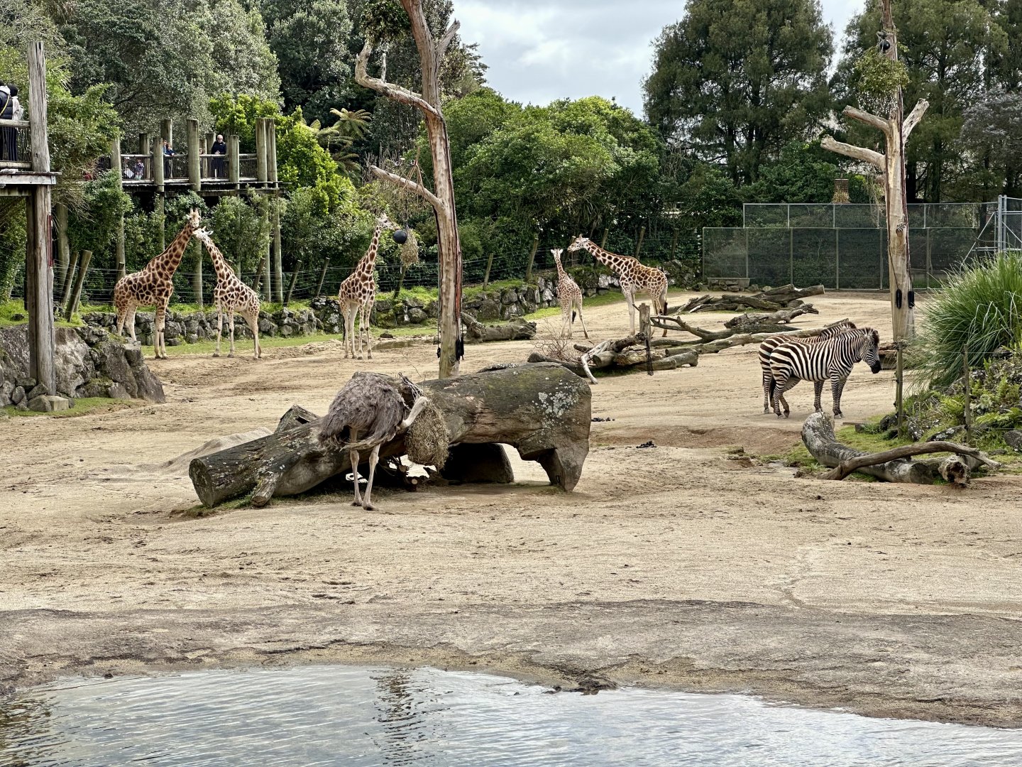 African Savannah Species