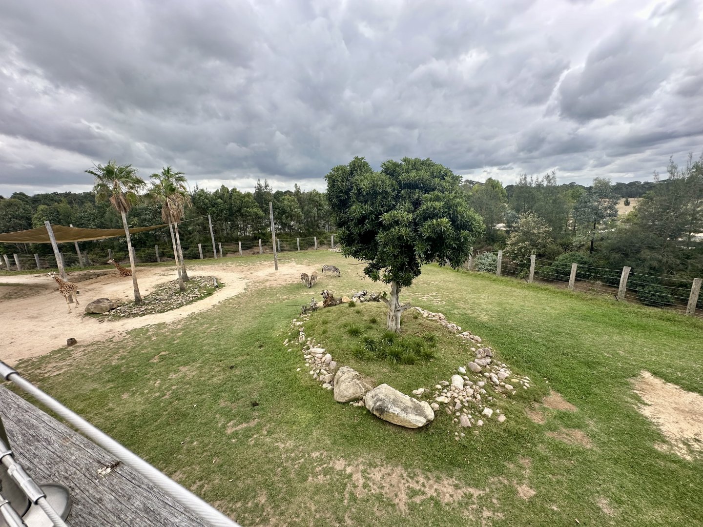 African Savannah (Top)