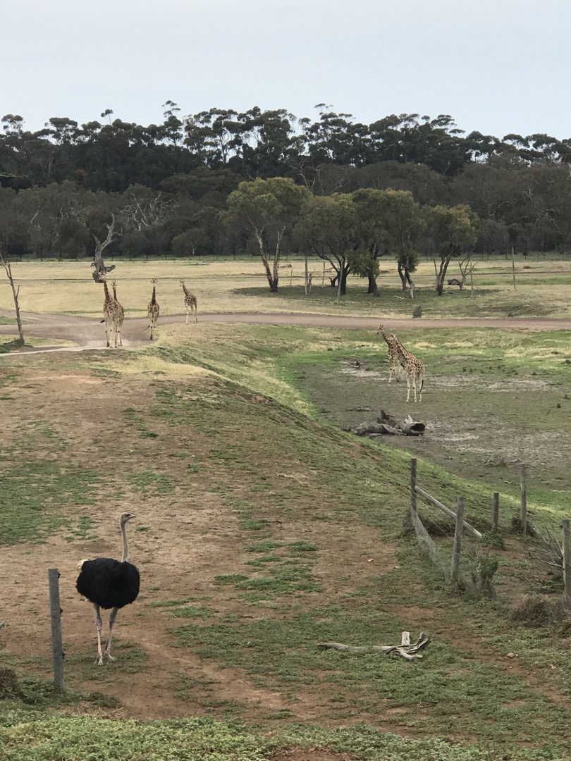 African savannah view from safari bus