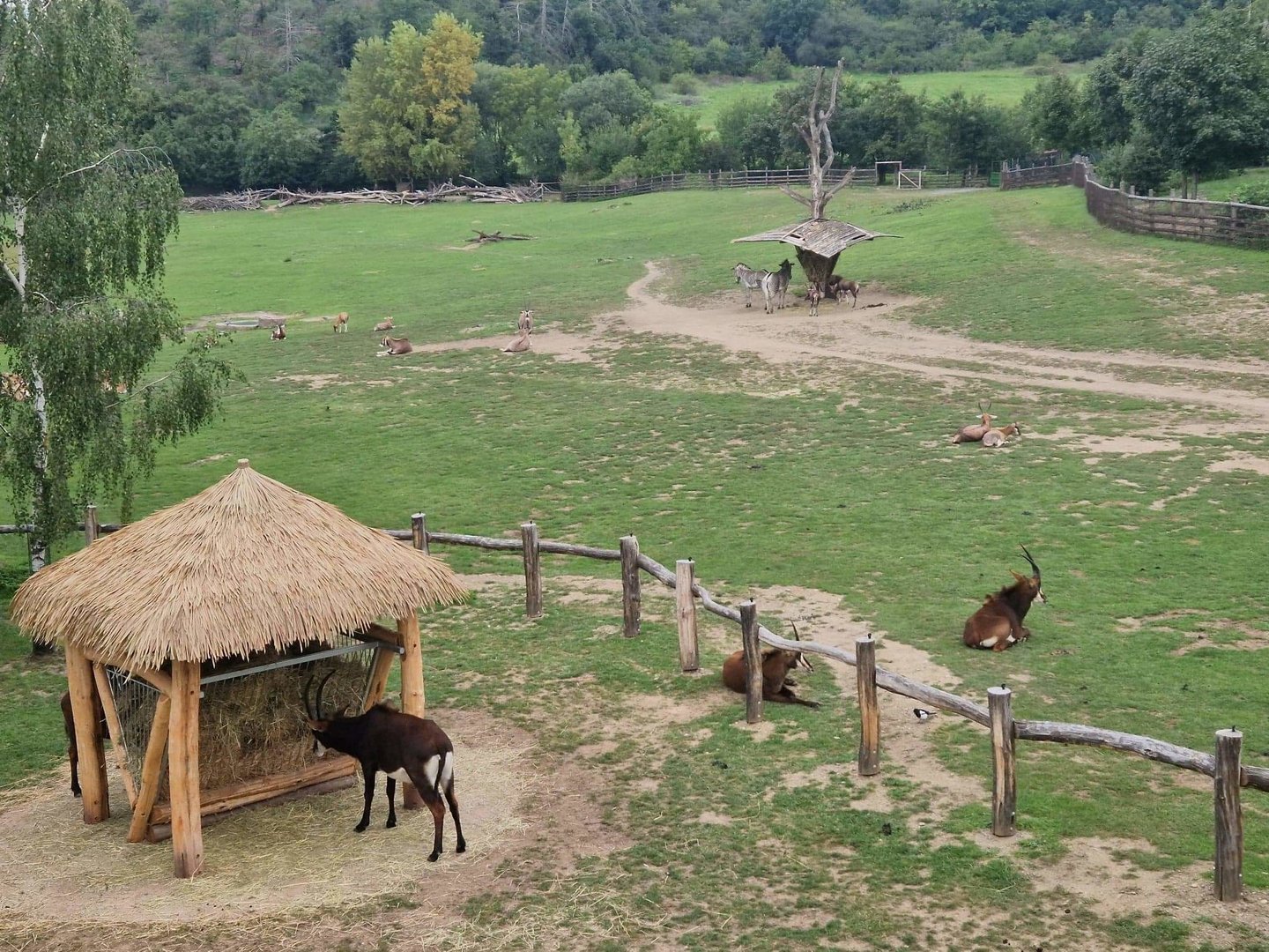 African Savannah, view from the bridge