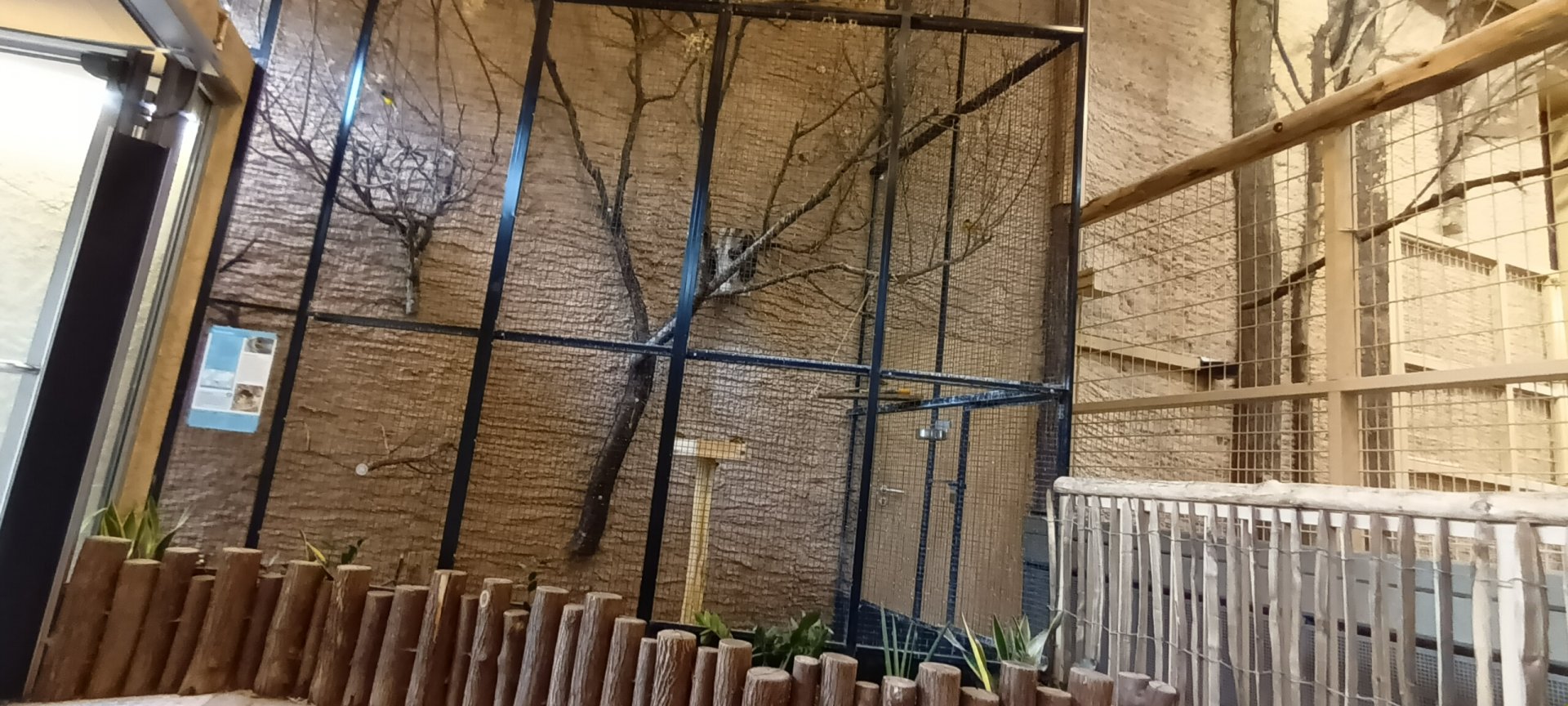 African Savannah: Village Weaver Aviary