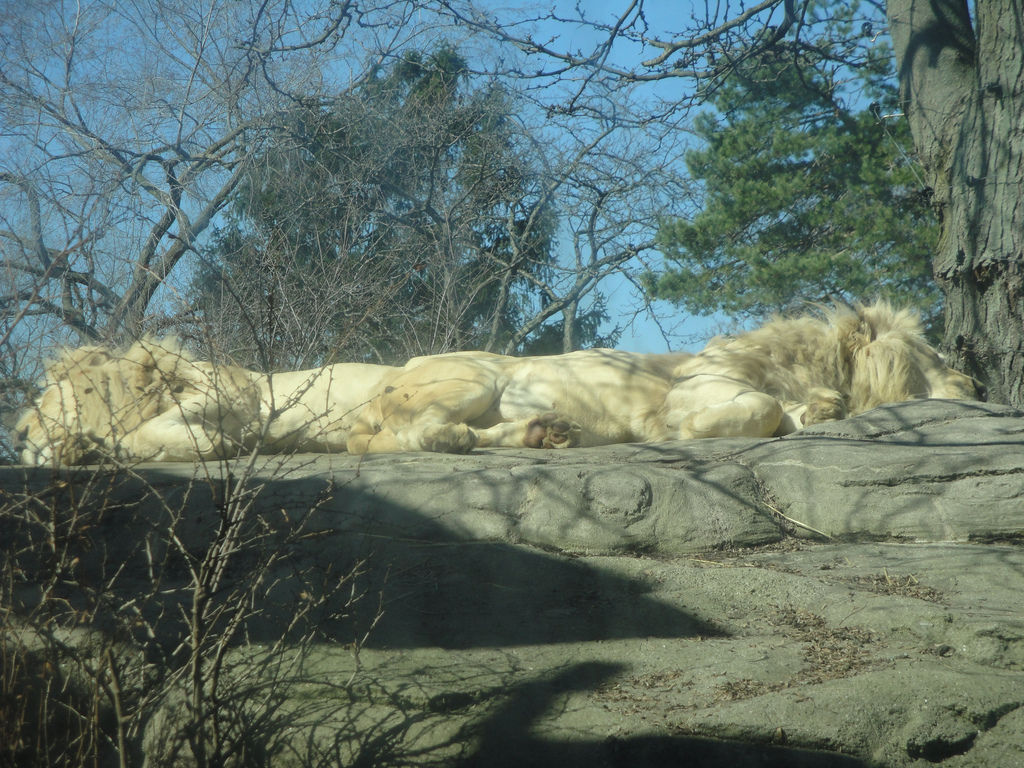 African Savannah - White Lions