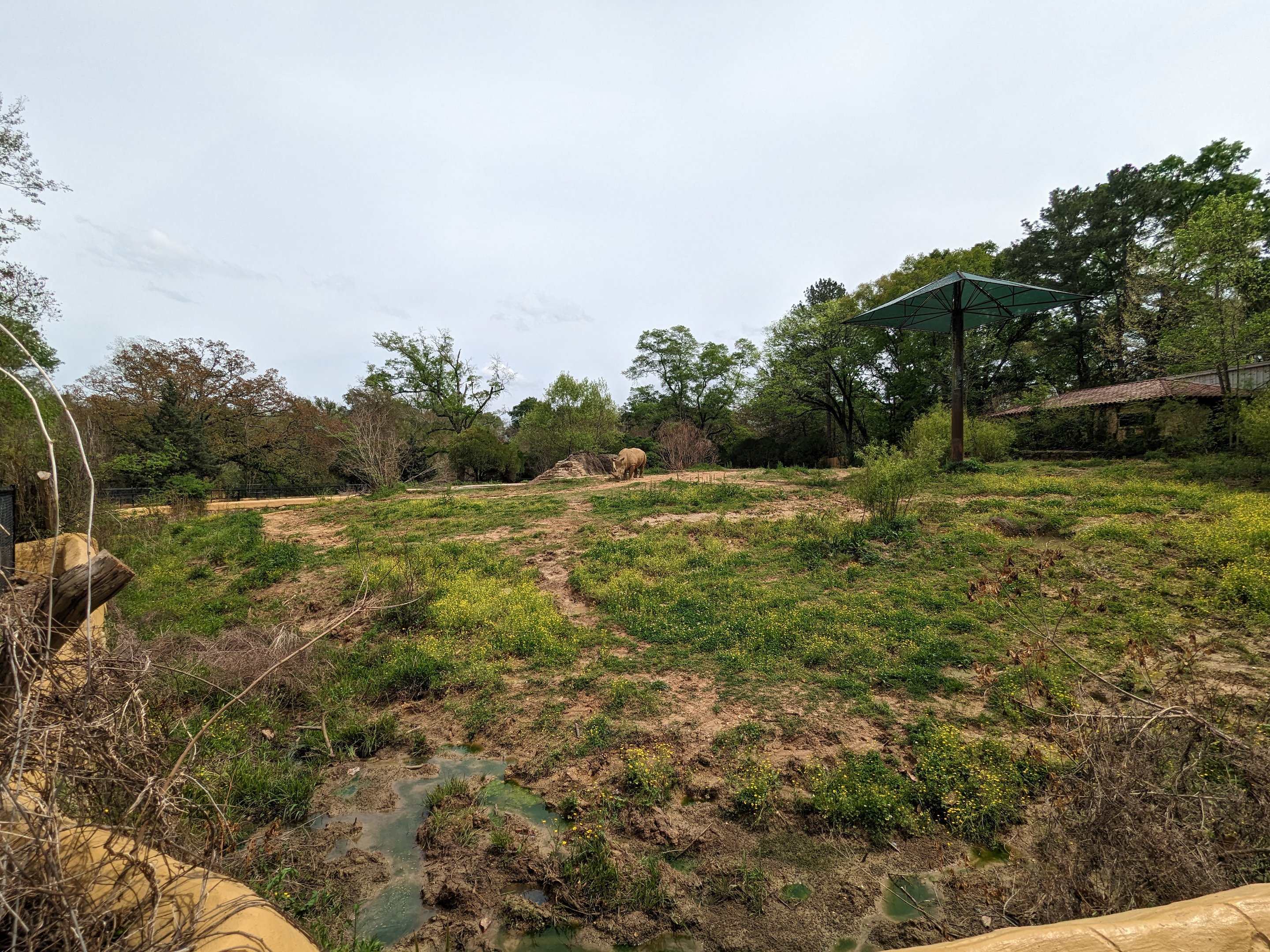 African Savannah - white rhinoceros exhibit view