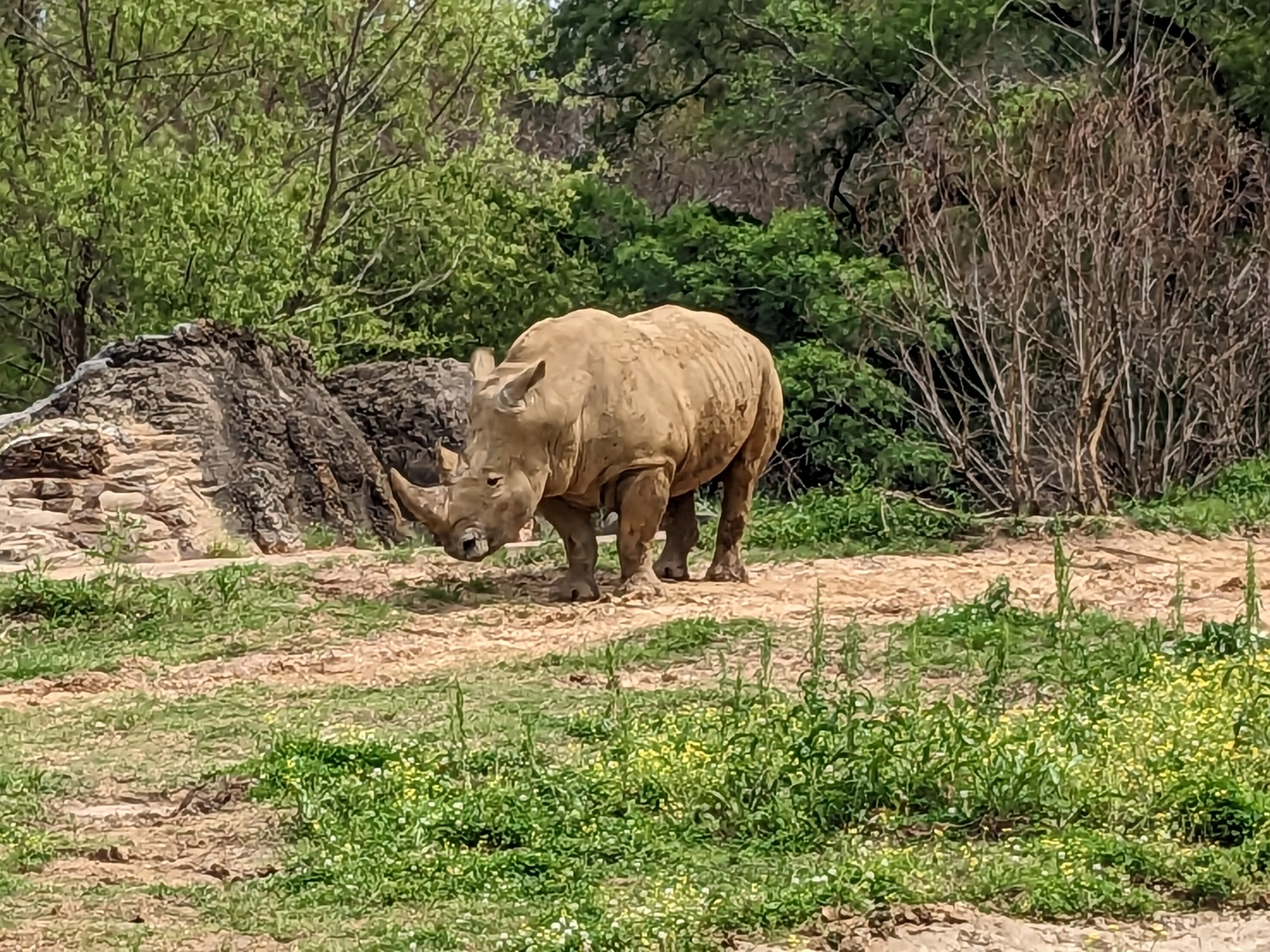 African Savannah - white rhinoceros