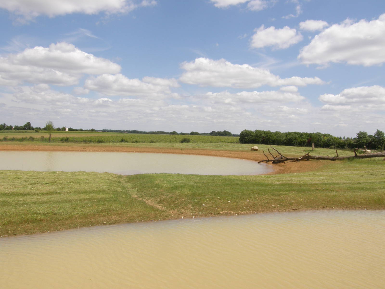 African Savannah (White rhinos in 2011)
