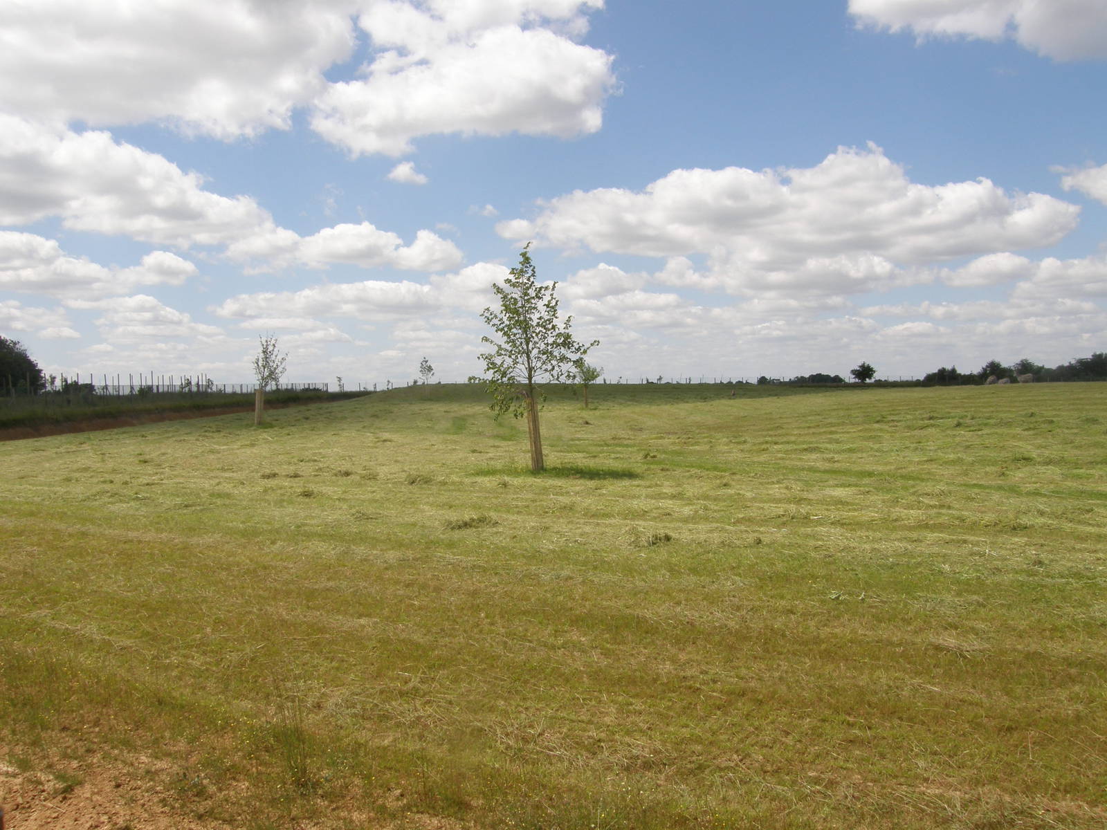 African Savannah (White rhinos in 2011)
