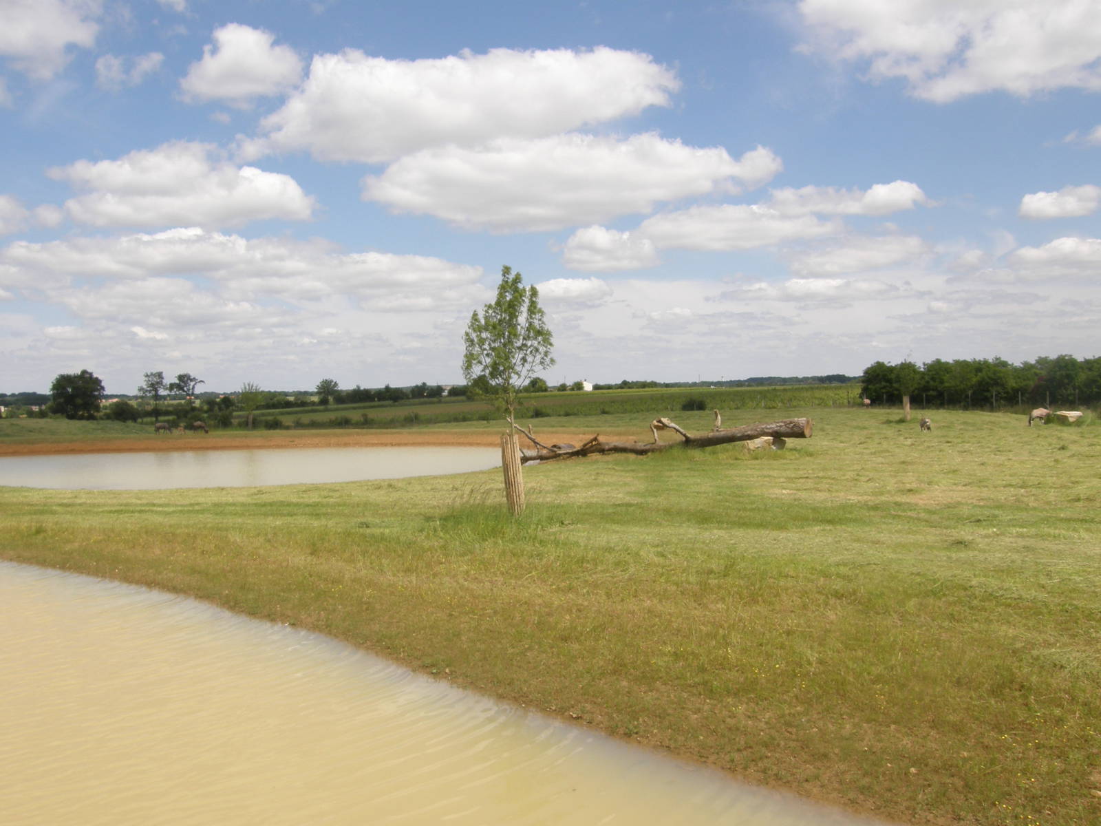 African Savannah (White rhinos in 2011)