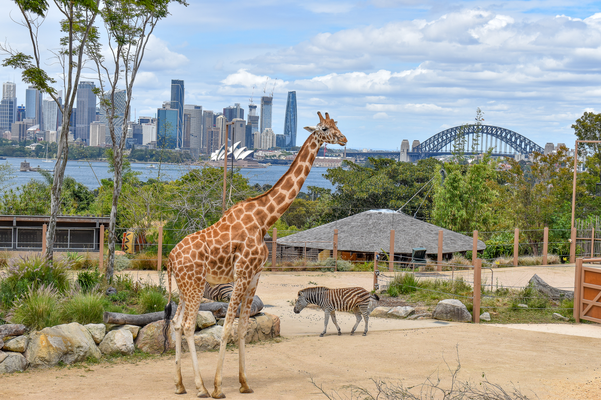 African Savannah with Sydney Harbour