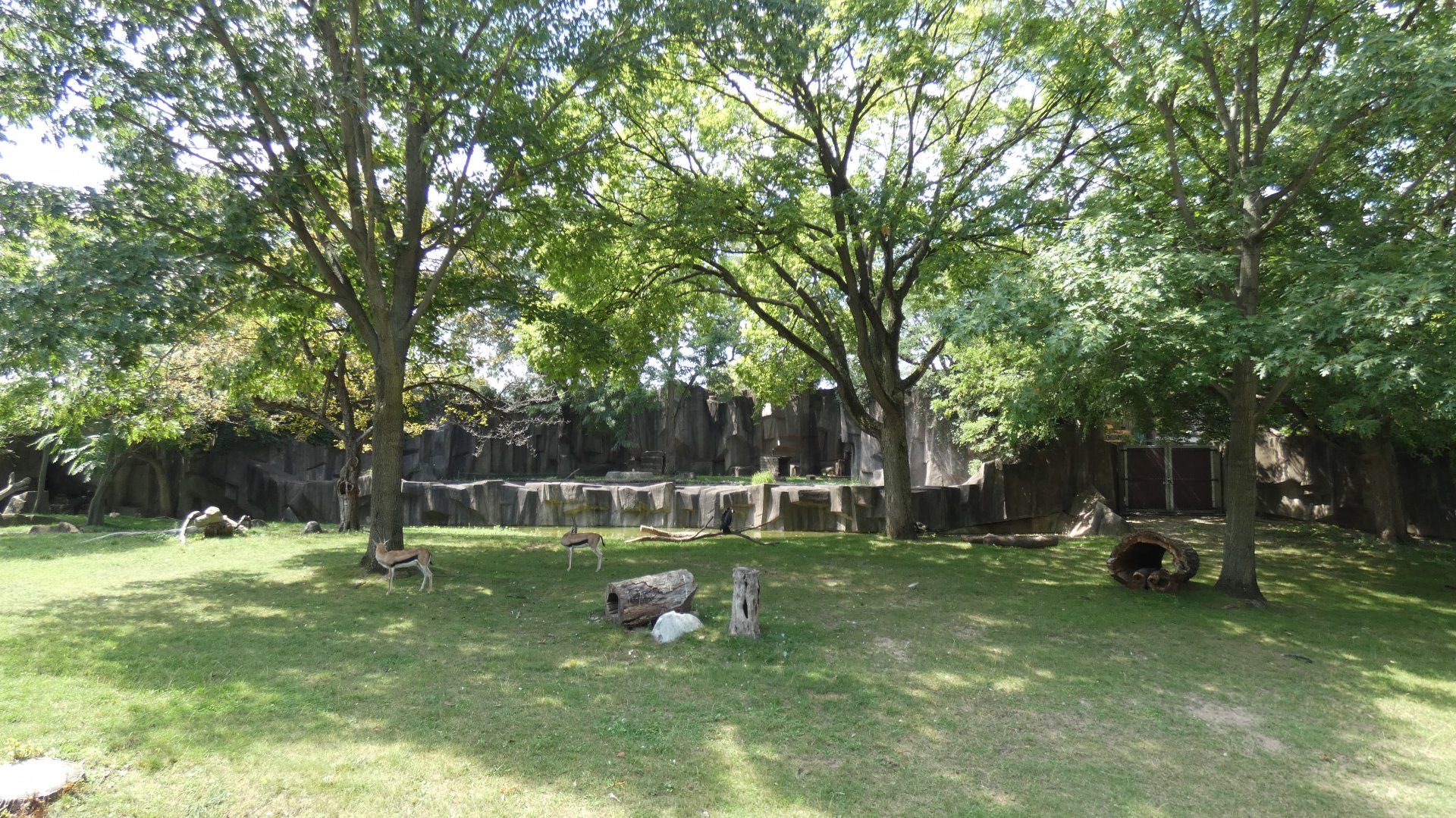 African Savannah Yard/Cheetah Exhibit, Africa/Asia/South America - Aug. 2021