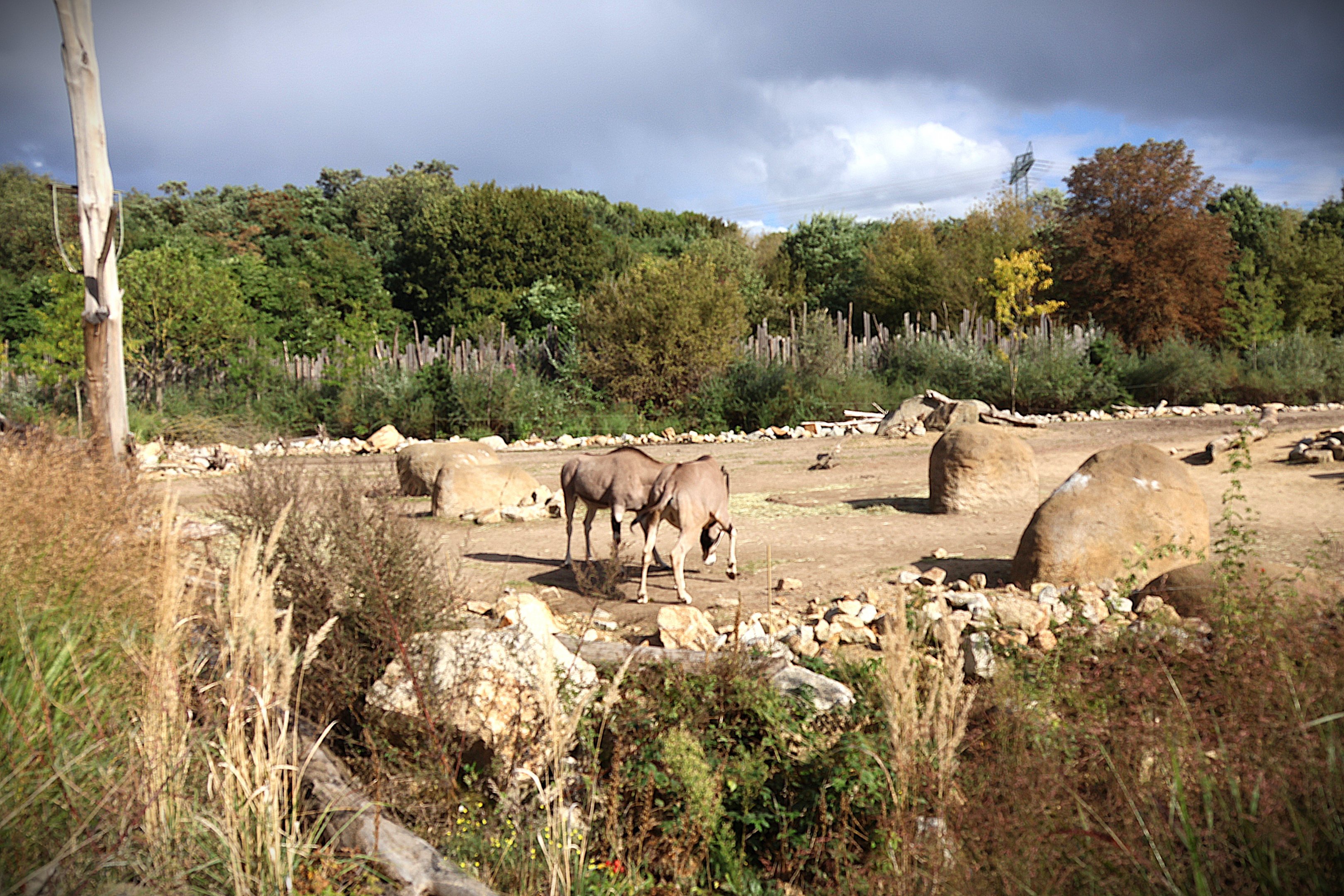African Savannas - Beisa Oryx (Oryx beisa beisa)
