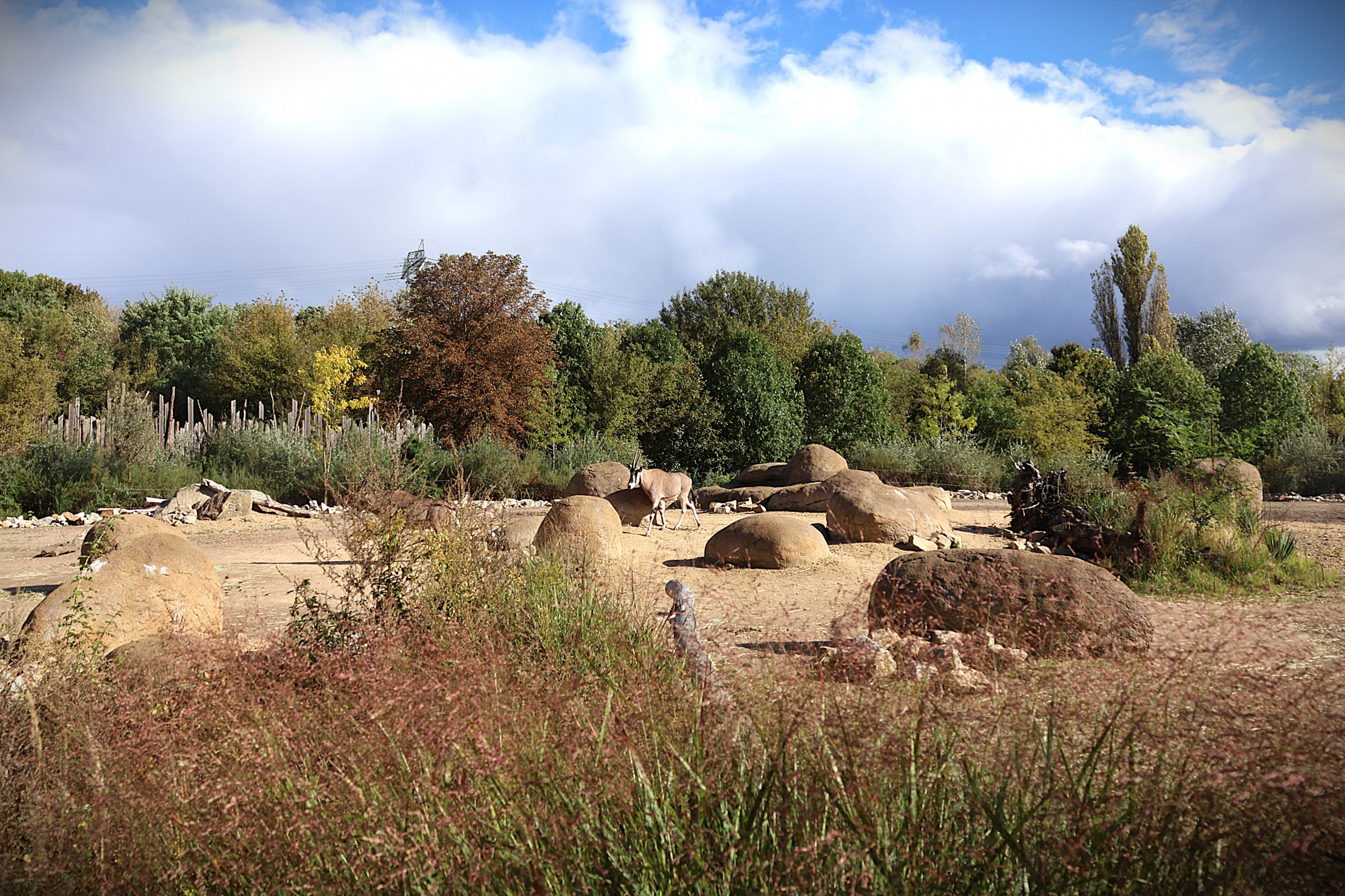 African Savannas - Beisa Oryx