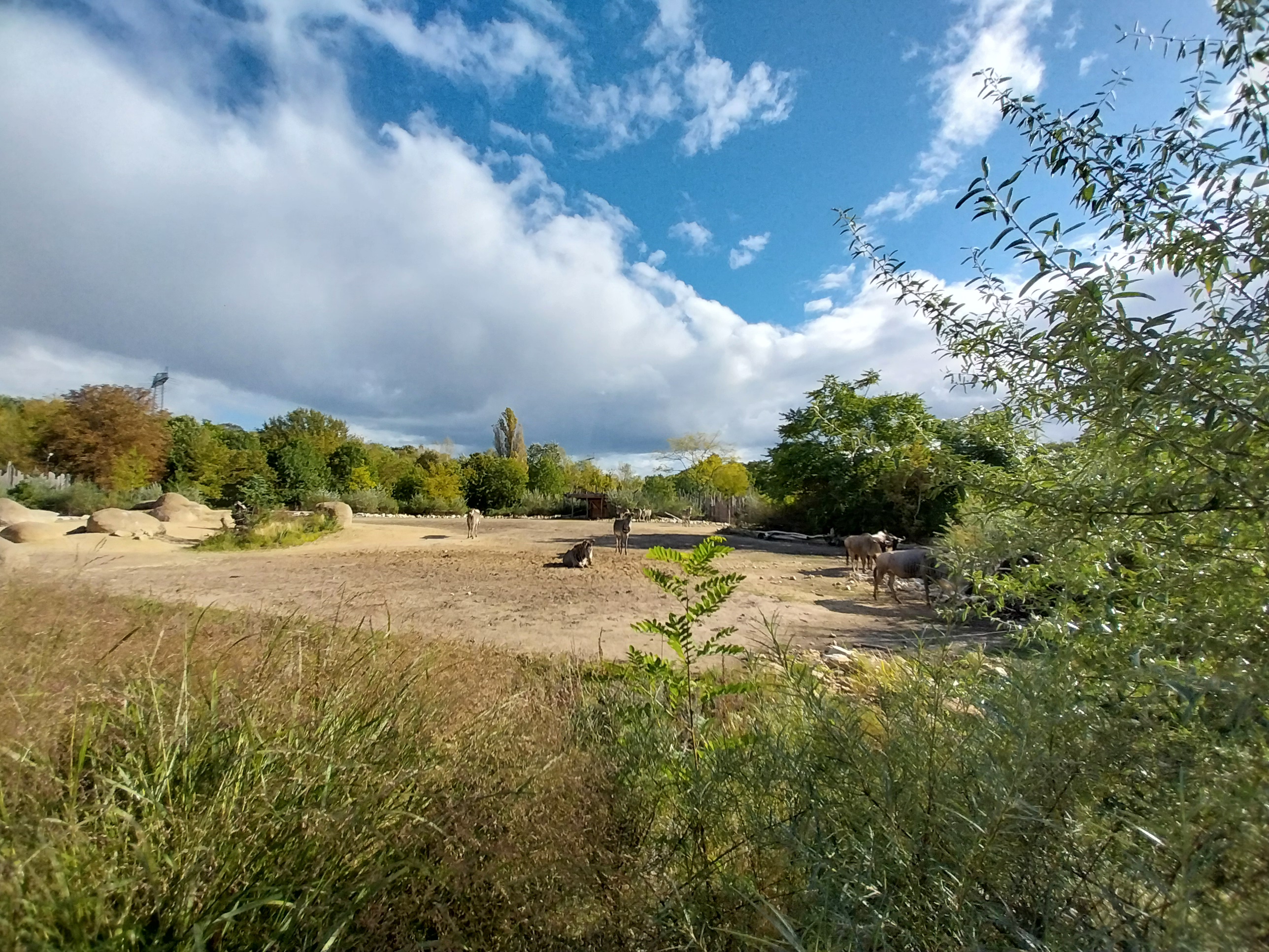 African Savannas - Grevy Zebra and Eastern White-tailed Wildebeest