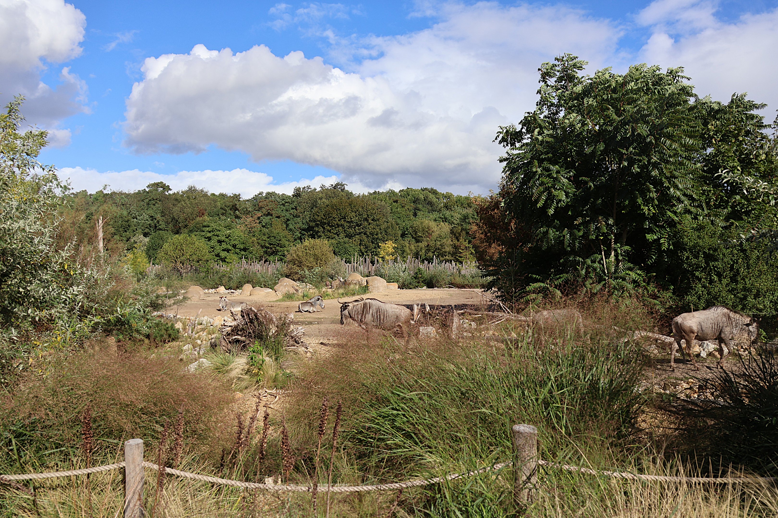 African Savannas - Grevy Zebra and Eastern White-tailed Wildebeest