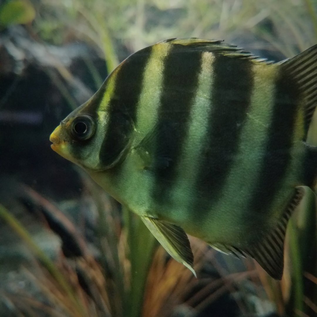 African Scat (Scatophagus tetracanthus)